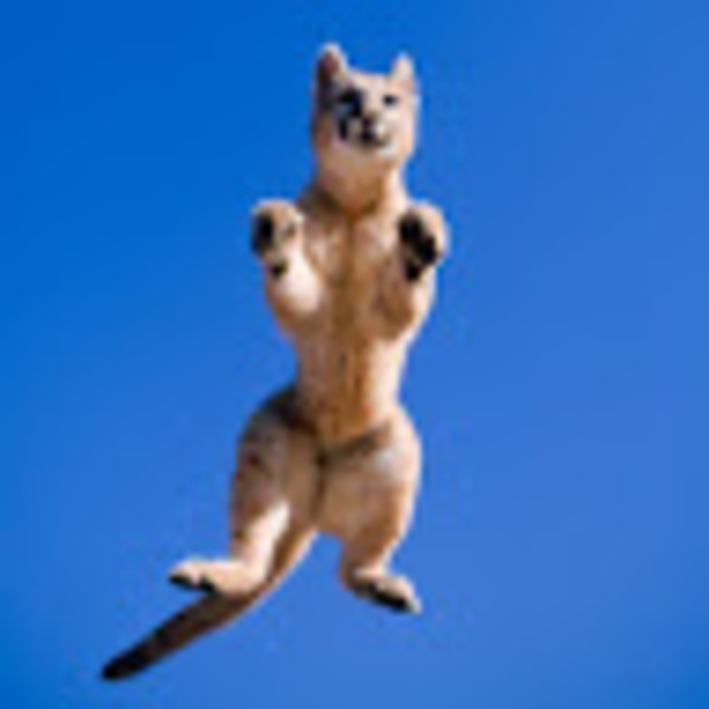 Meet your Posher, Abby